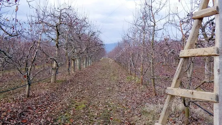 Árbol sano después de una poda profesional en un jardín