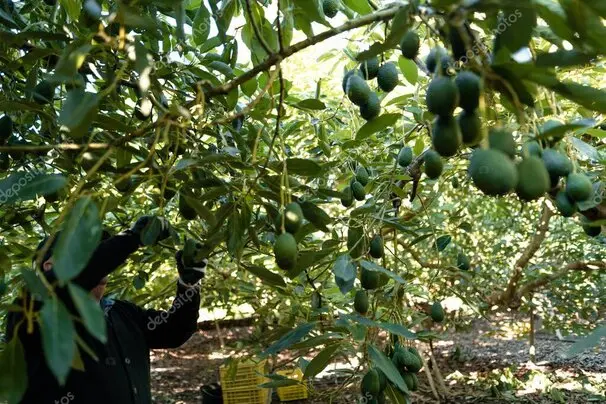 Arborista podando un árbol en Madrid en temporada adecuada