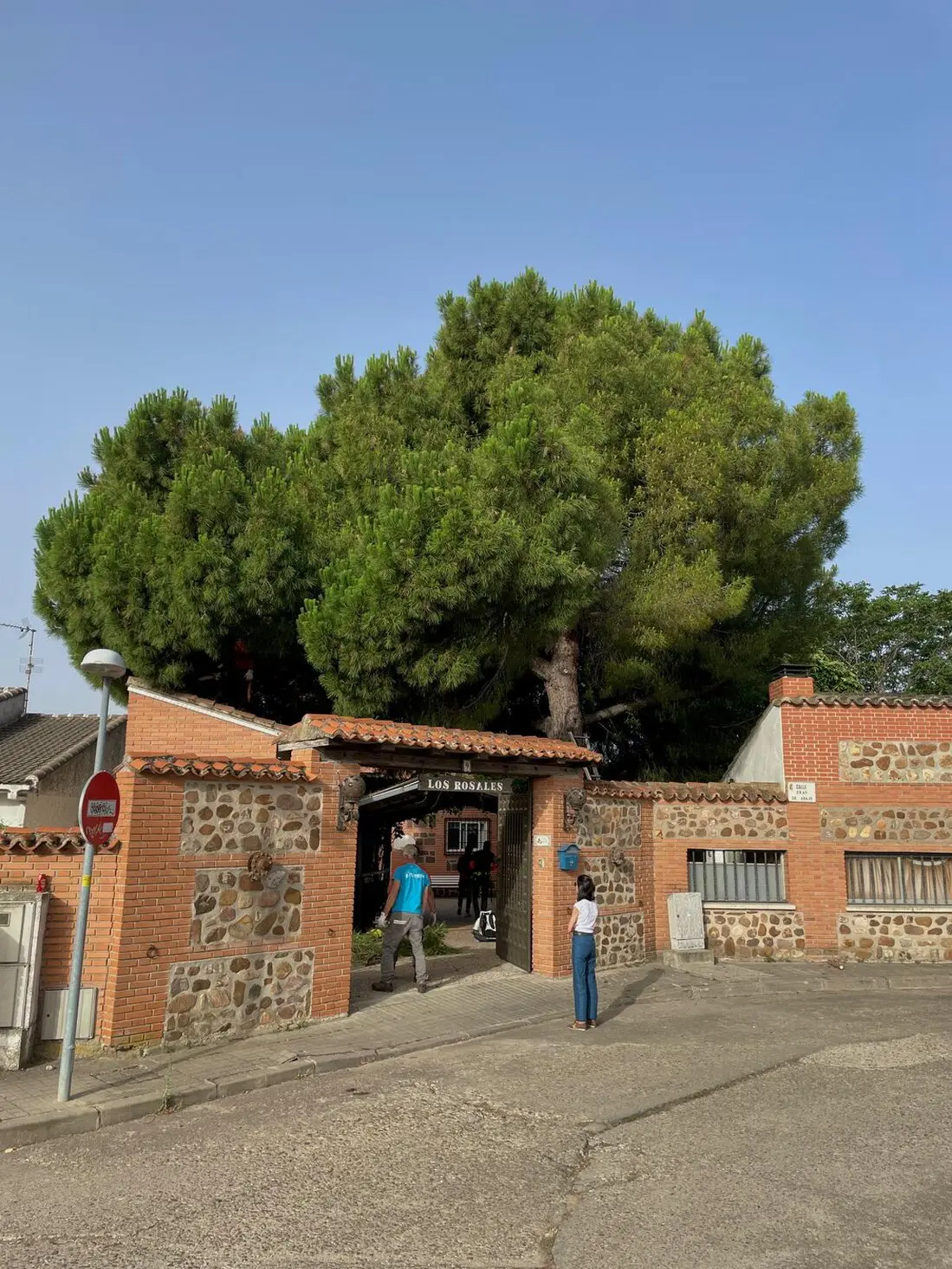 Tala controlada de árbol junto a una calle en la ciudad