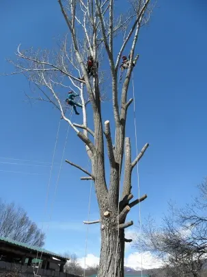 Tala de árbol en altura con cuerdas y motosierra