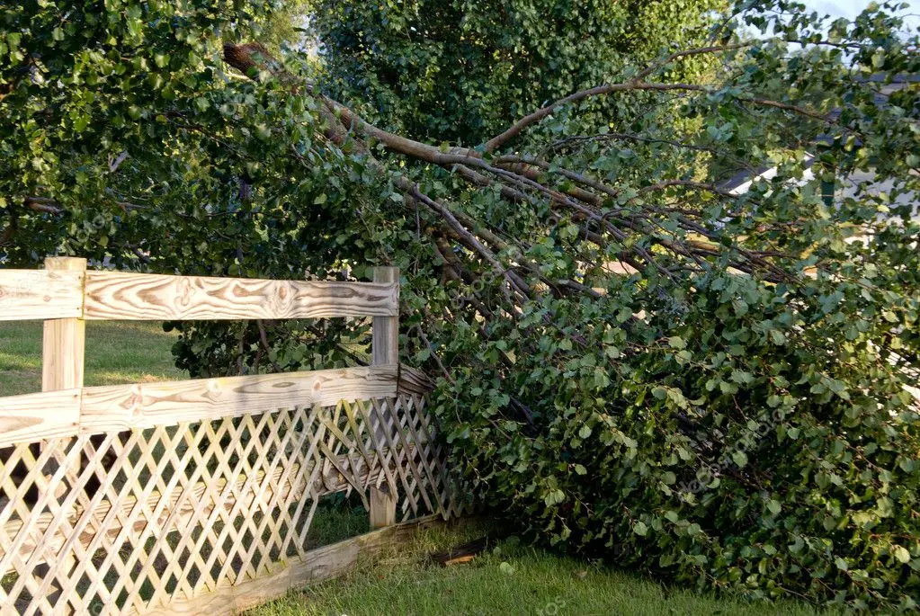 Árbol dañado tras un temporal atendido de urgencia