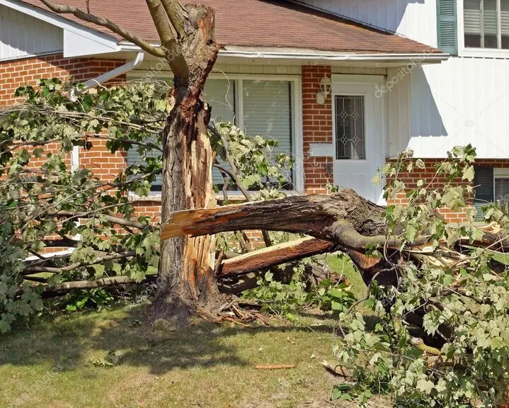 Árbol caído retirado tras una tormenta