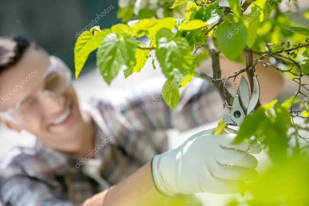 Arbolista dando forma a un árbol joven mediante poda de formación