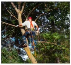 Trabajador realizando tala y poda en altura de un árbol