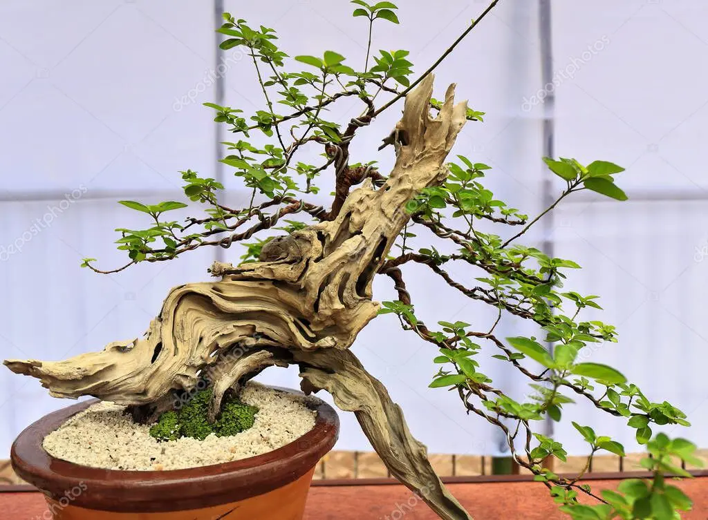 Reducción controlada de la copa de un árbol alto cerca de una vivienda