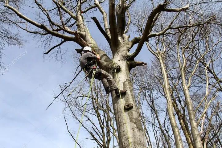 Arborista podando ramas próximas a una fachada