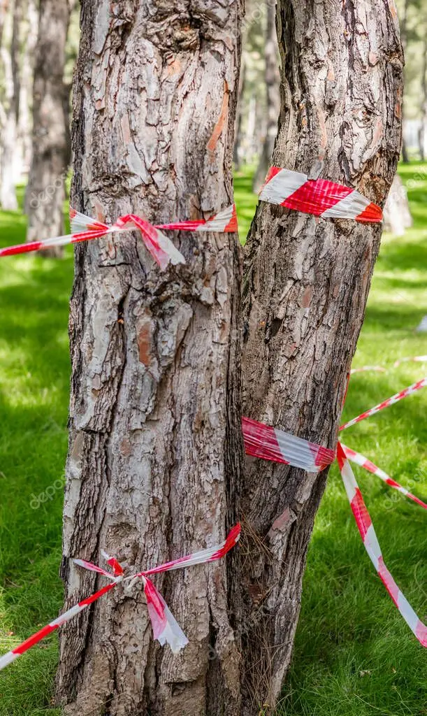 Zona acordonada alrededor de un árbol peligroso con cinta de seguridad
