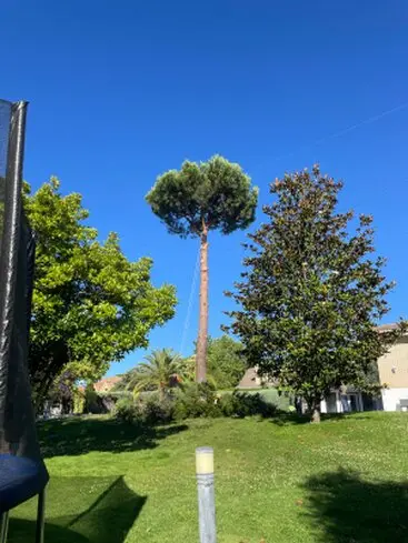 Taladores y popdadores de árboles en altura