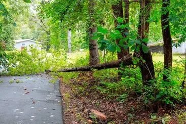 Retirada de árbol caído tras tormenta en una comunidad de vecinos