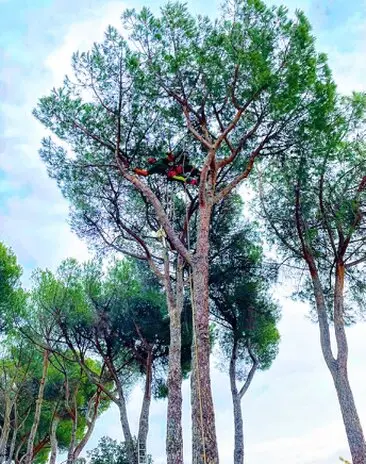 Arborista realizando poda en altura con cuerdas y motosierra