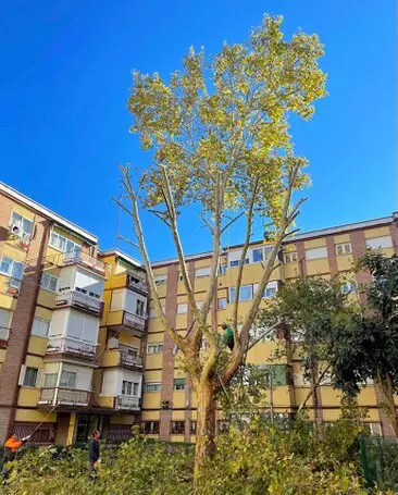 Poda de varios árboles en la zona común de una comunidad de vecinos