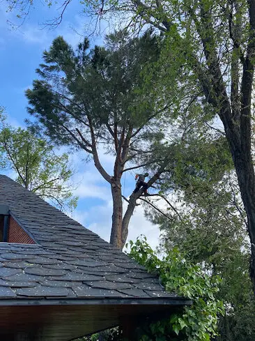 Poda de varios árboles en la zona común de una comunidad de vecinos