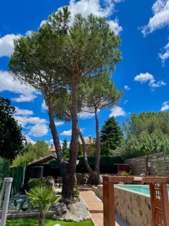 Arboristas trabajando con cuerdas en la tala de un árbol alto