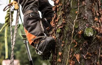 Arboristas trabajando con cuerdas en la tala de un árbol alto