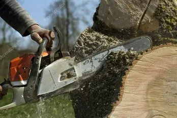 Tala en altura de árbol grande en jardín privado en Madrid