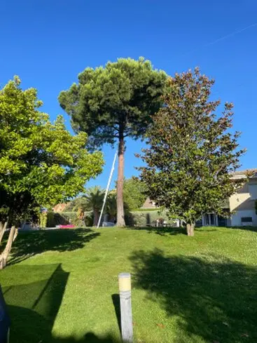 Desbroce de fincas parcelas y terrenos en Madrid